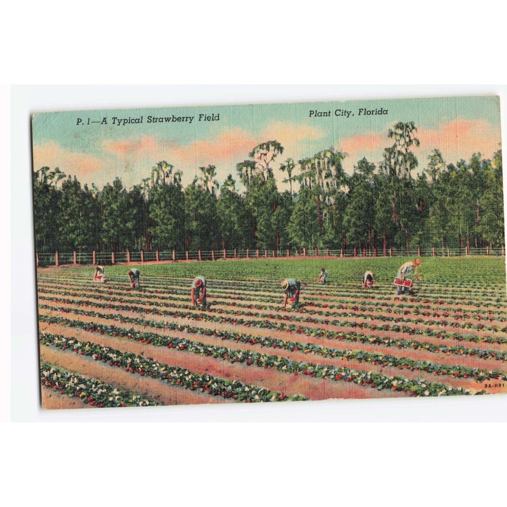 Vintage 1947 Plant City Florida Strawberry Field Linen Postcard P.1 Workers